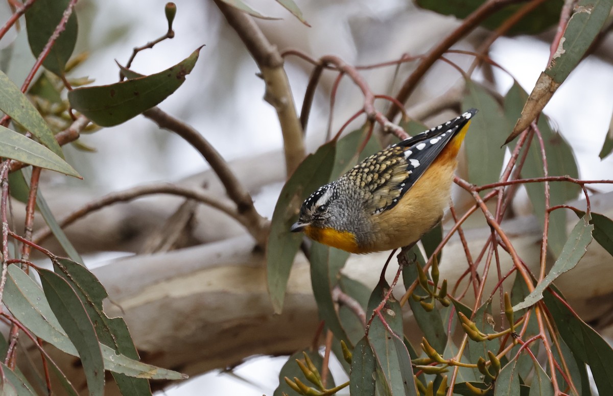 Spotted Pardalote - ML621891429