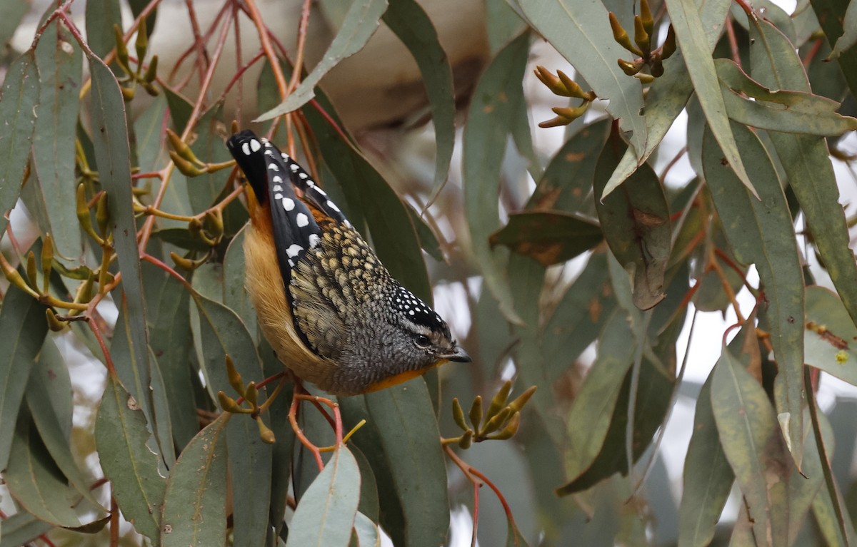 Spotted Pardalote - ML621891430