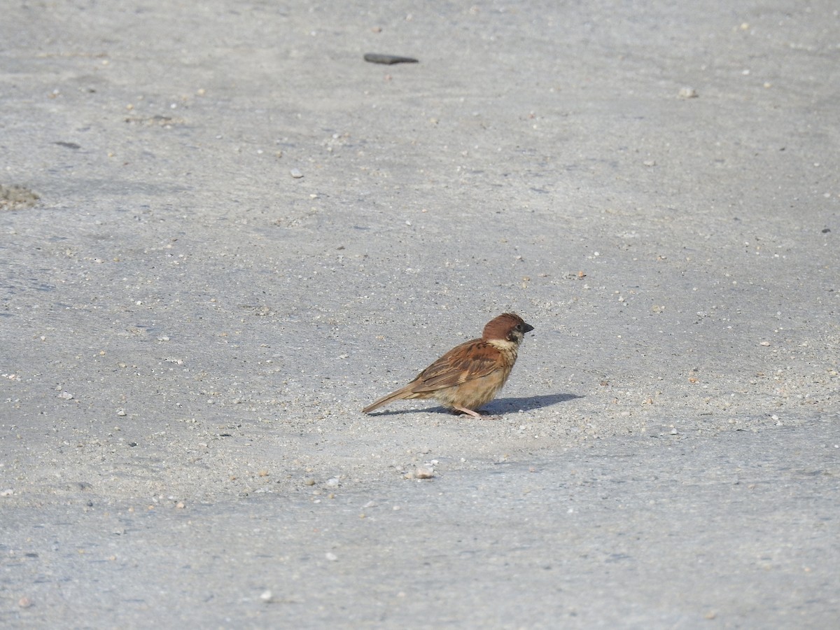 Eurasian Tree Sparrow - ML621891433
