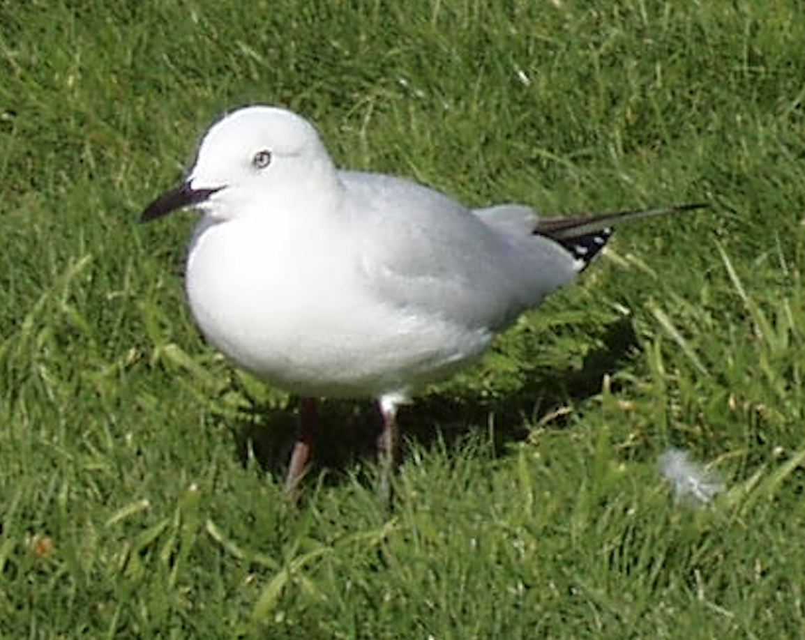 Mouette de Buller - ML621891435