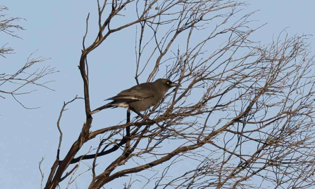 Gray Currawong - ML621891441