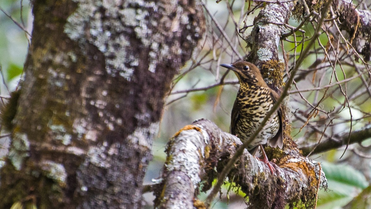 Himalayan Thrush - ML621891452