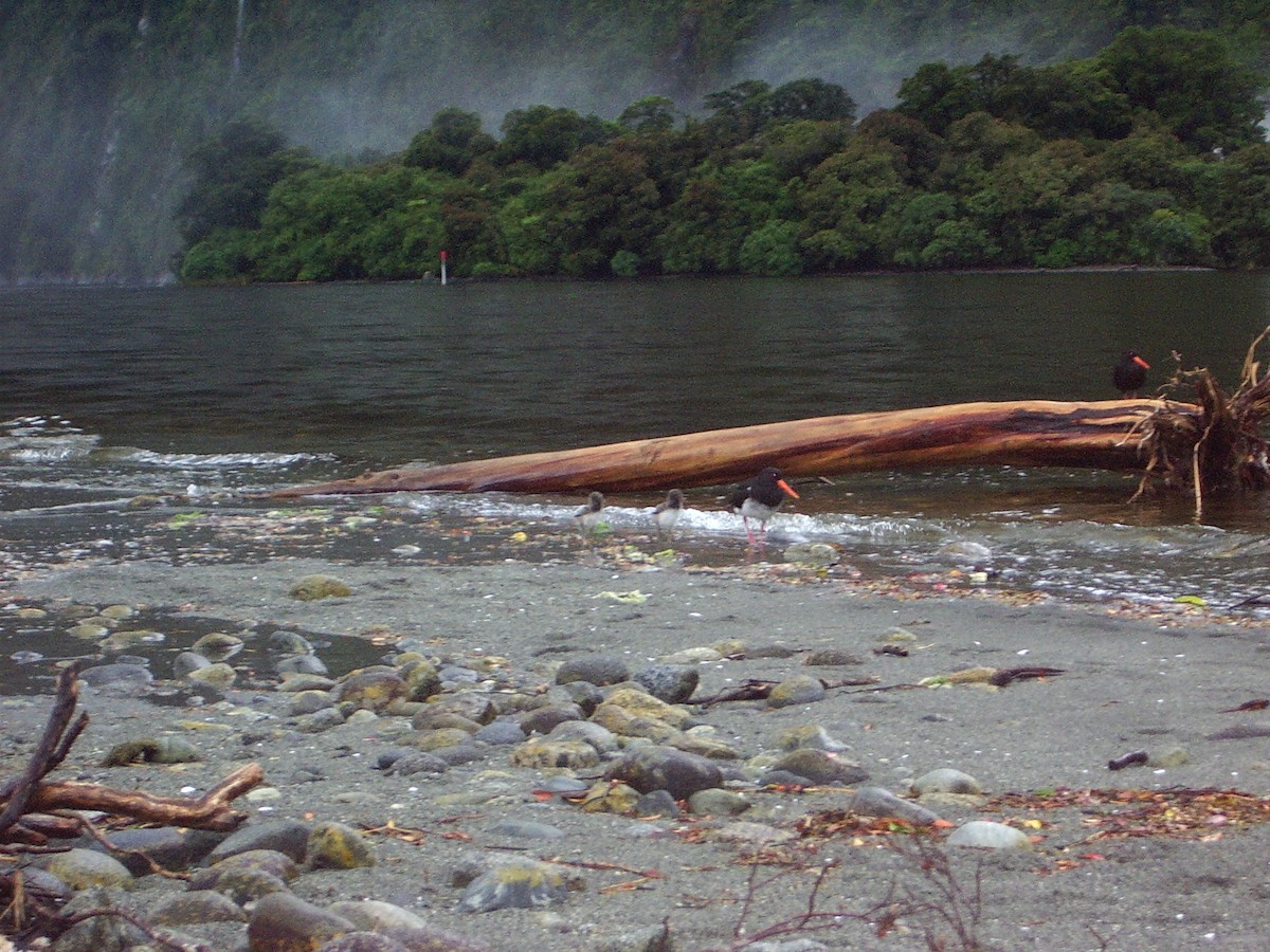 South Island Oystercatcher - ML621891455