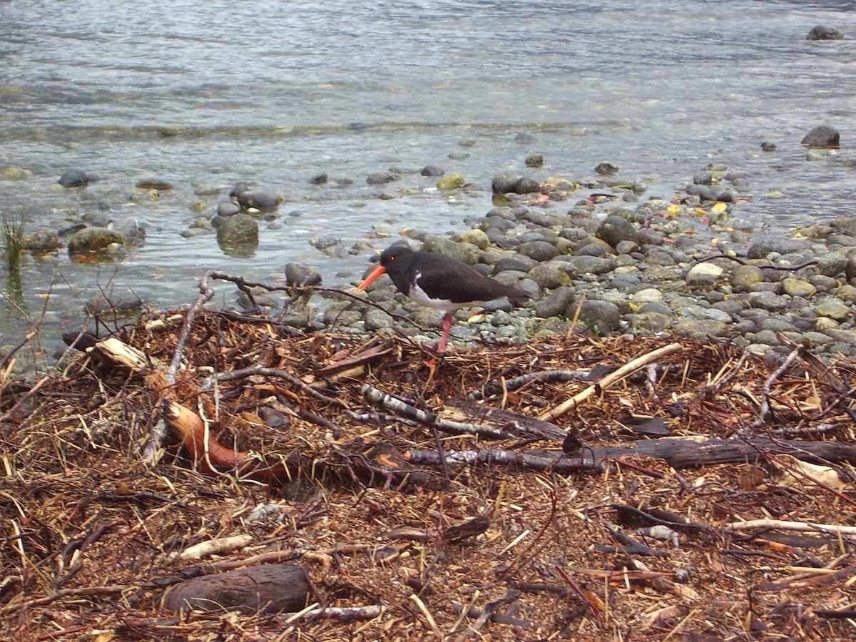 South Island Oystercatcher - ML621891456