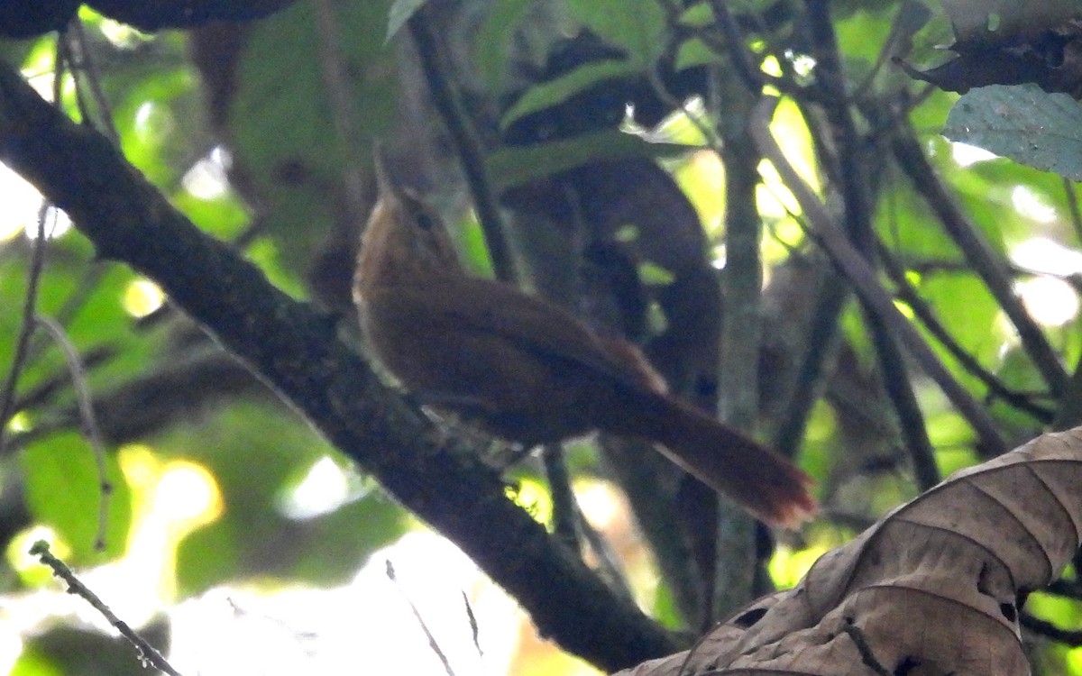 Rufous-necked Foliage-gleaner - ML621891548