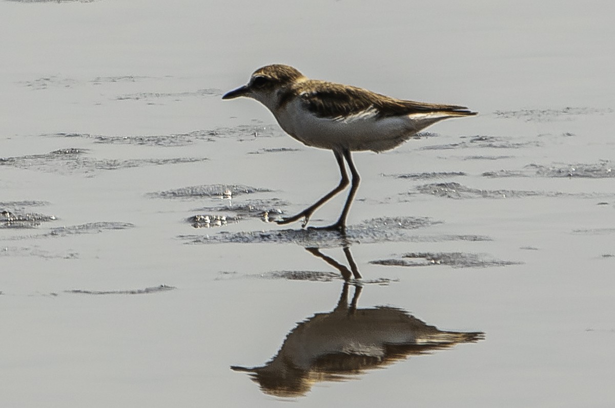 Javan Plover - ML621891568