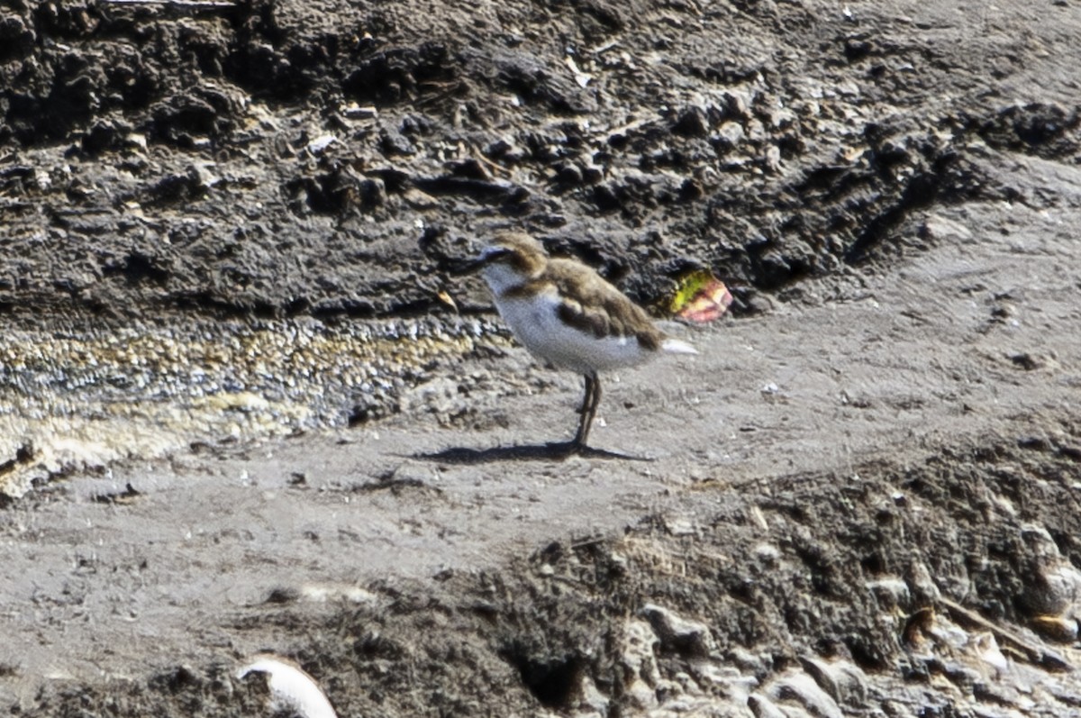 Javan Plover - ML621891572