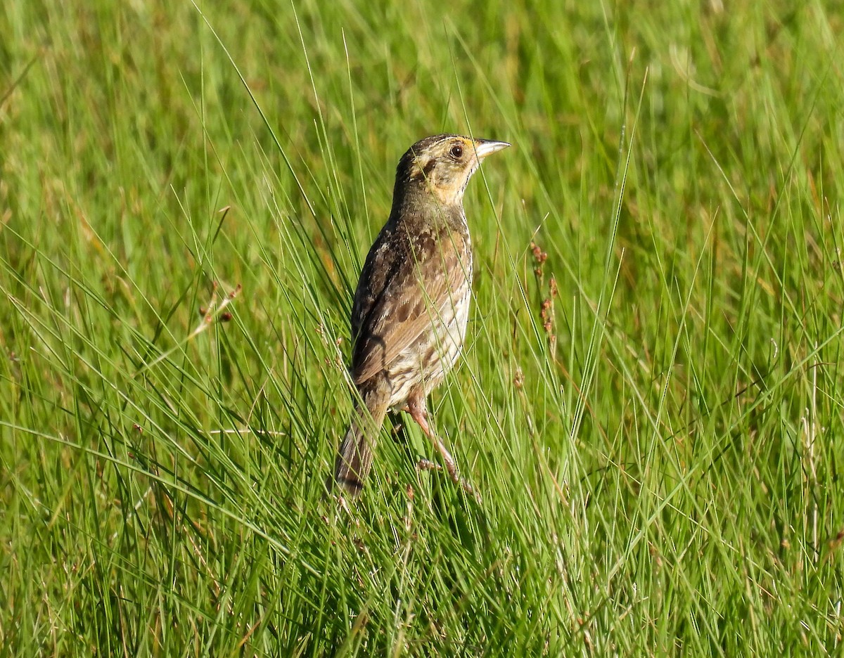 Saltmarsh Sparrow - ML621891584