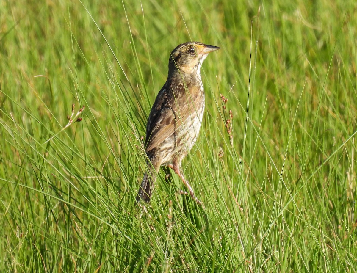 Saltmarsh Sparrow - ML621891585