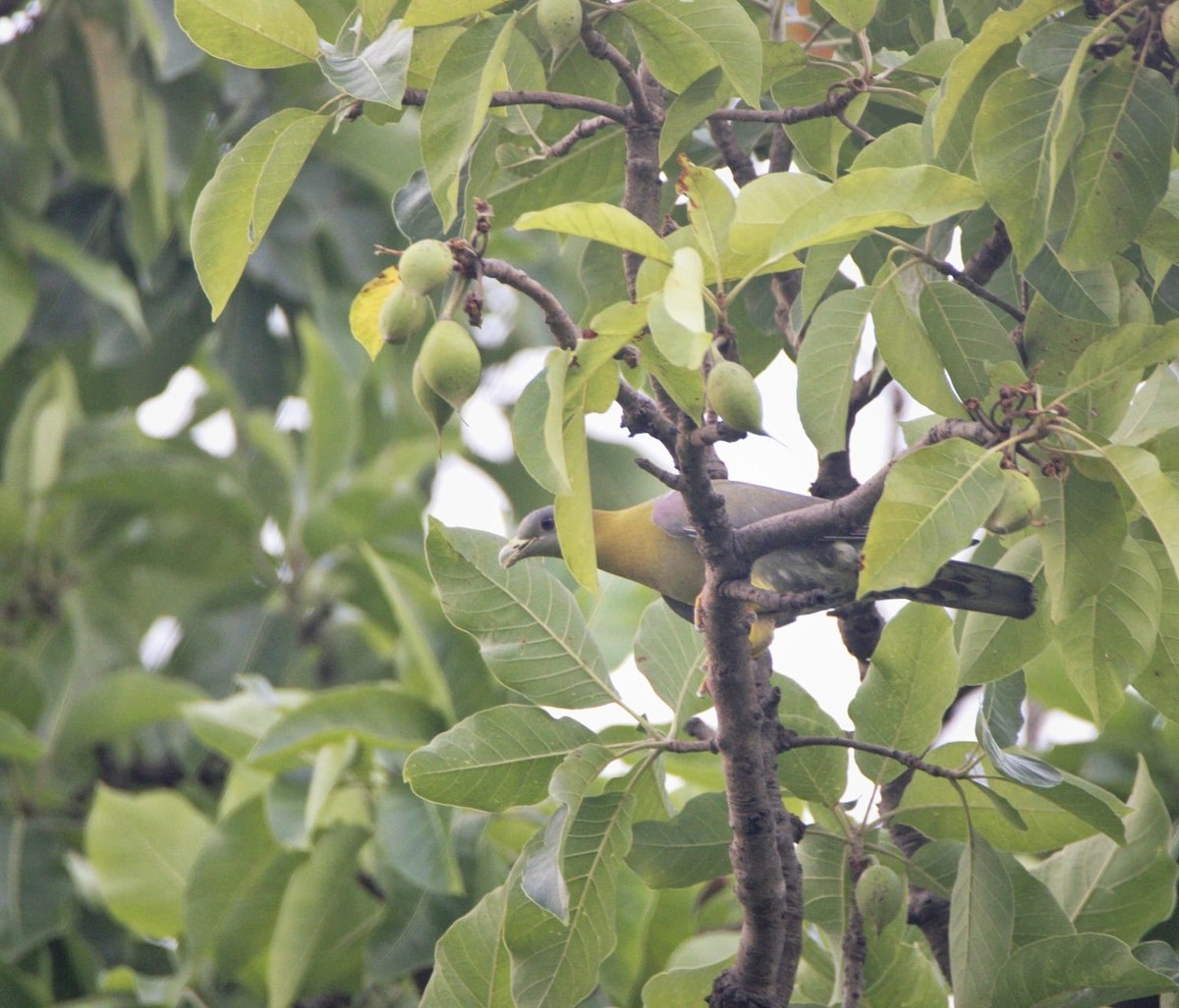 Yellow-footed Green-Pigeon - ML621891605