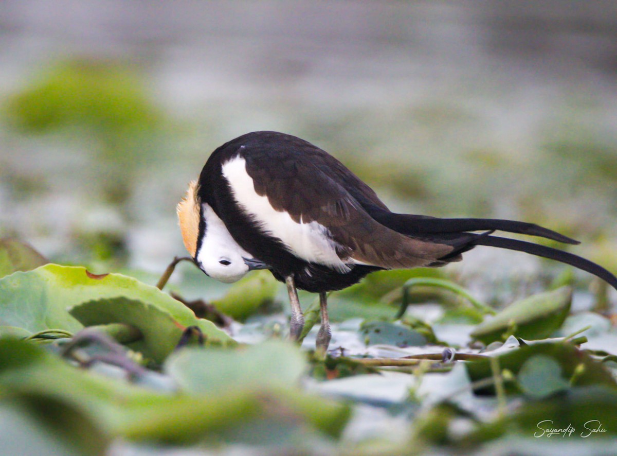 Pheasant-tailed Jacana - ML621891617