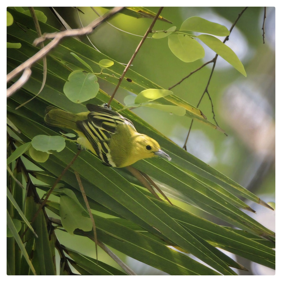 Common Iora - ML621891626