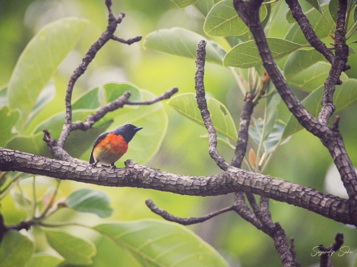 Small Minivet - ML621891634