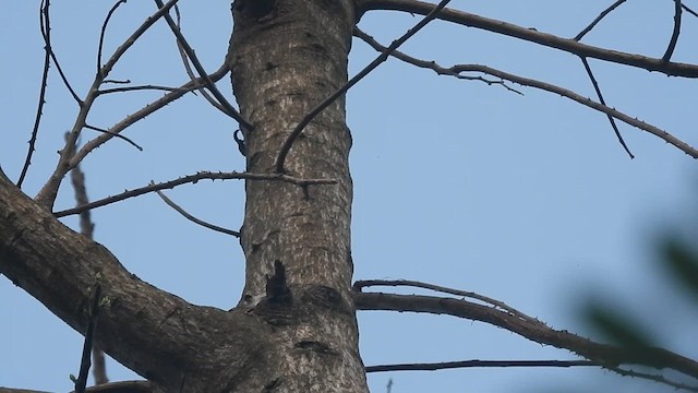 Lineated Woodpecker - ML621891706