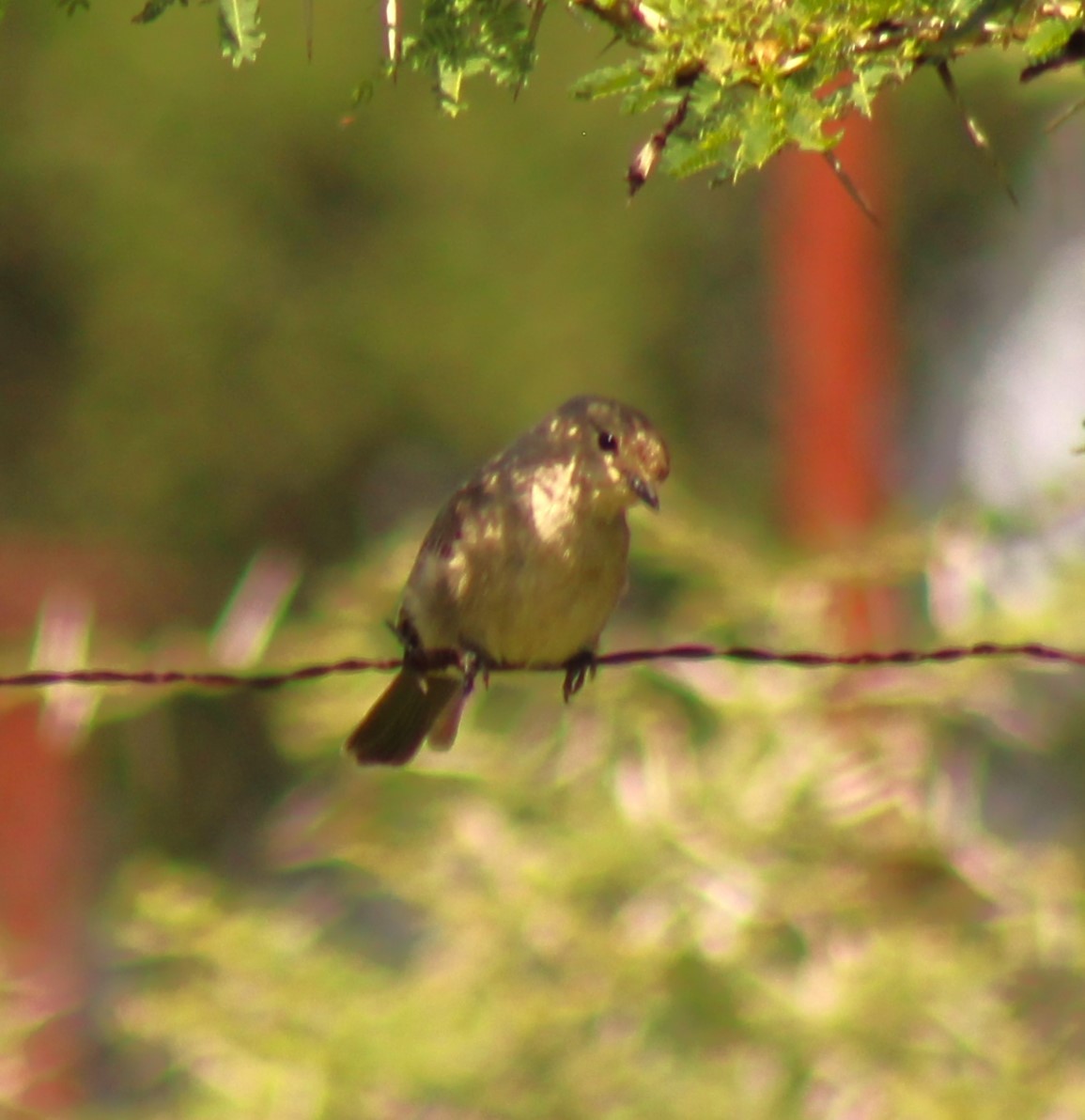passerine sp. - ML621891727