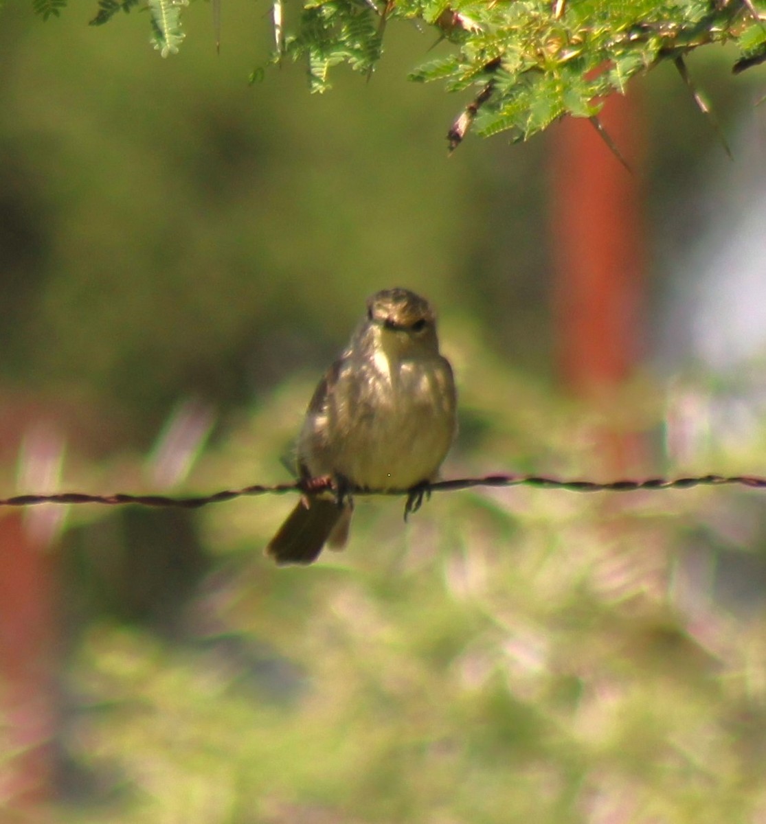 passerine sp. - ML621891733