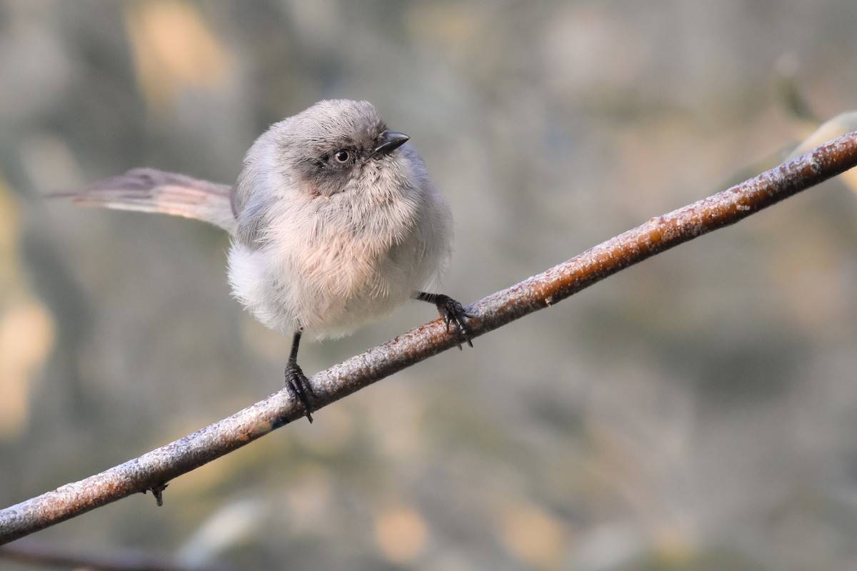 Bushtit - ML621891742