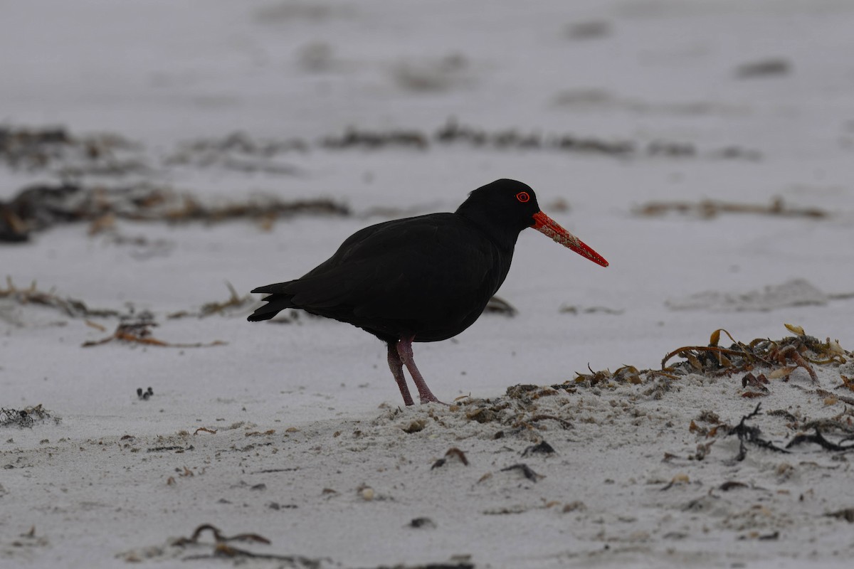 Sooty Oystercatcher - ML621891797
