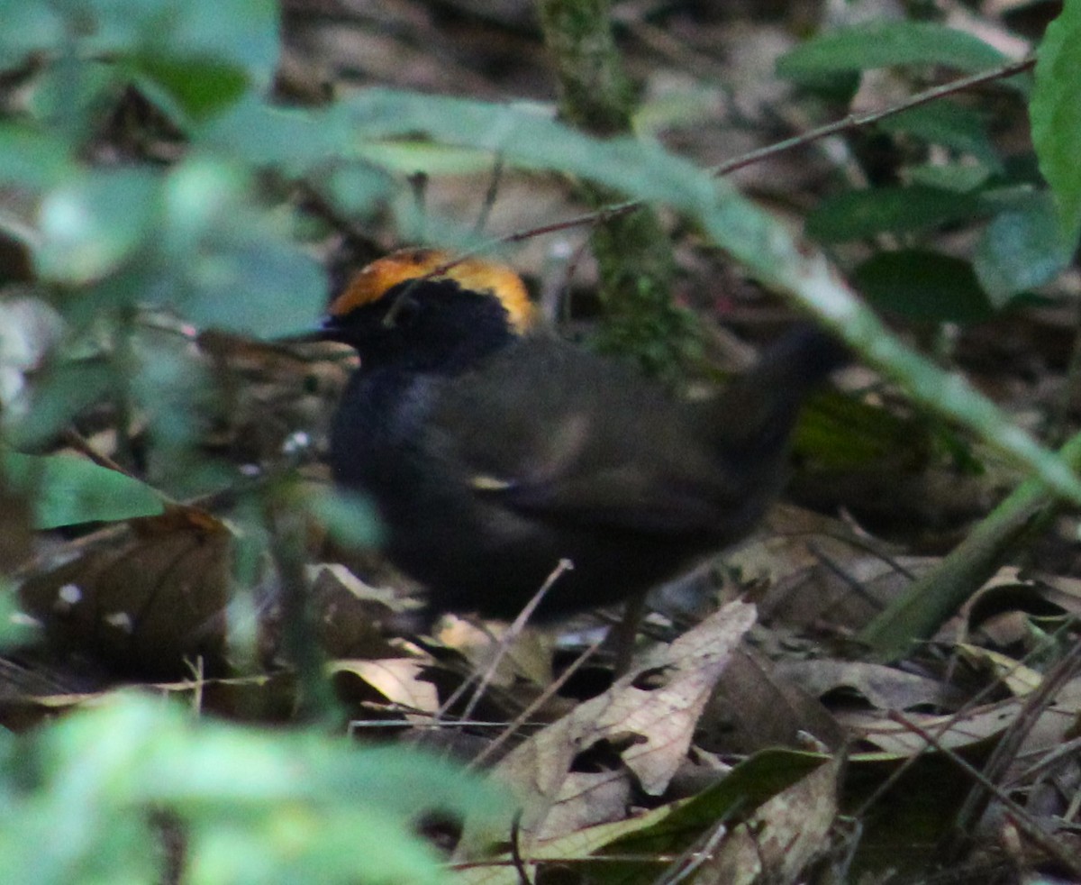 Rufous-capped Antthrush - ML621891814