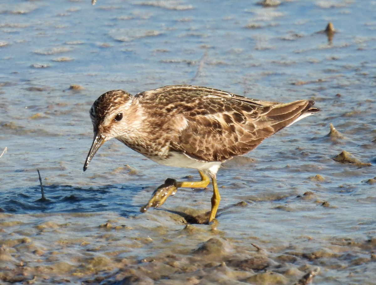 Least Sandpiper - ML621891824