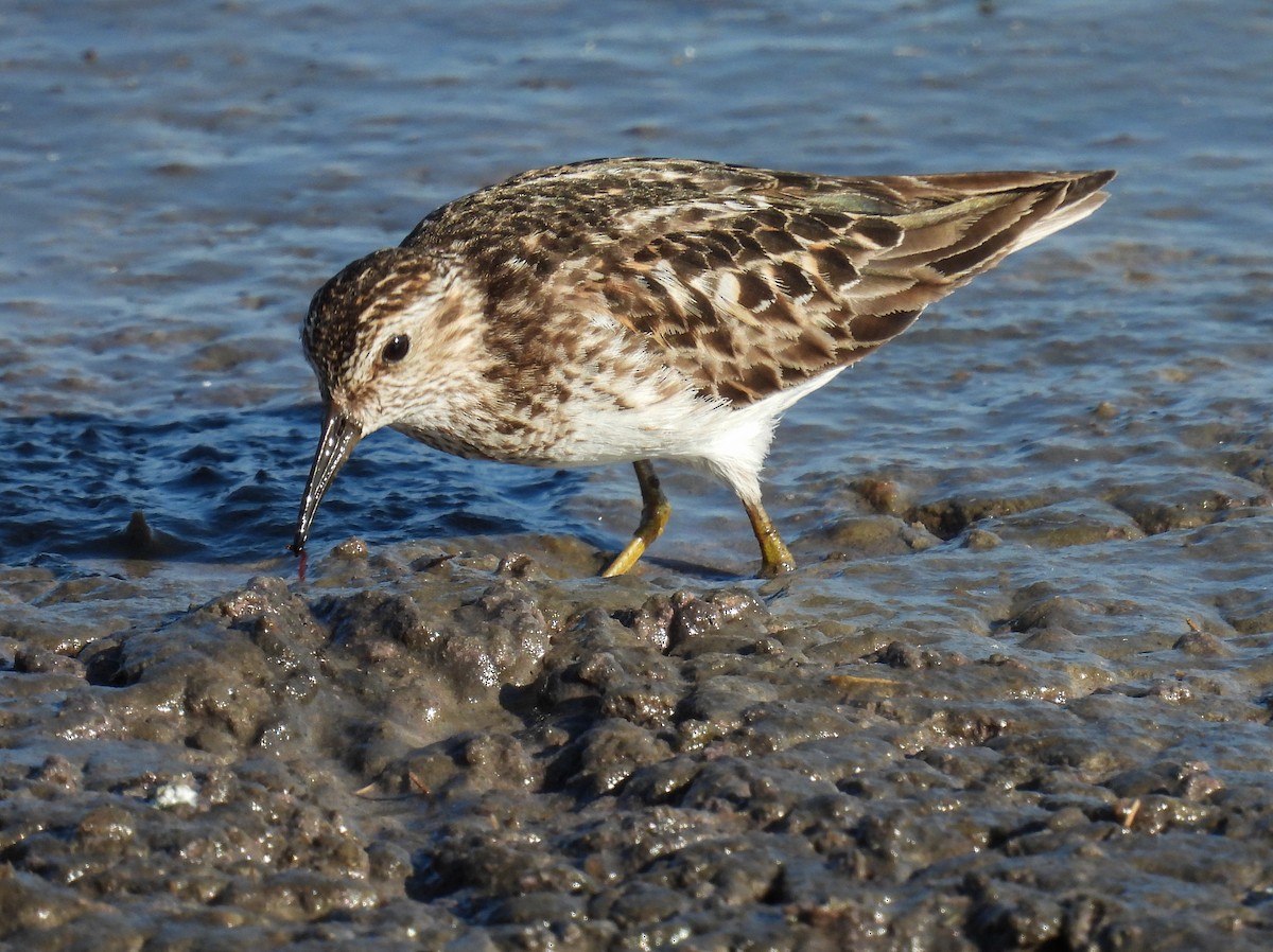 Least Sandpiper - ML621891825