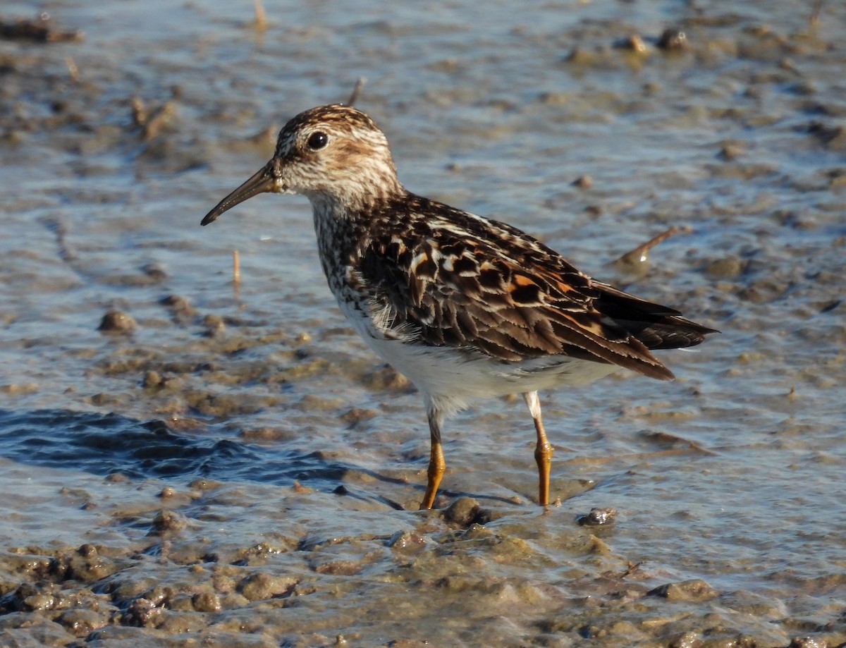 Least Sandpiper - ML621891826