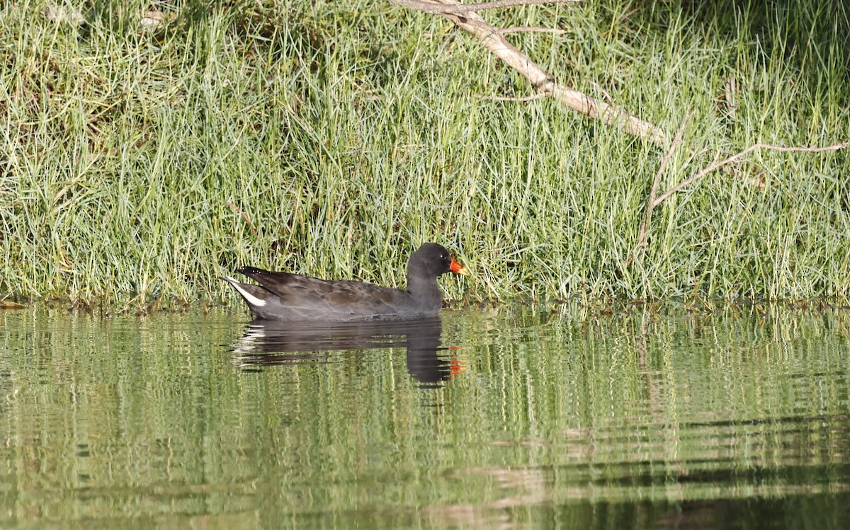 Dusky Moorhen - ML621891843