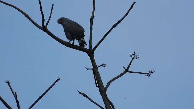 Gray-lined Hawk - ML621891874