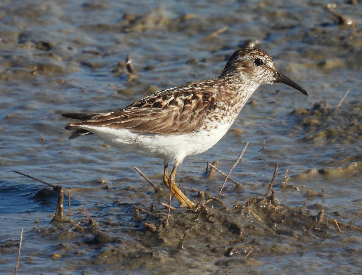 Least Sandpiper - ML621891914