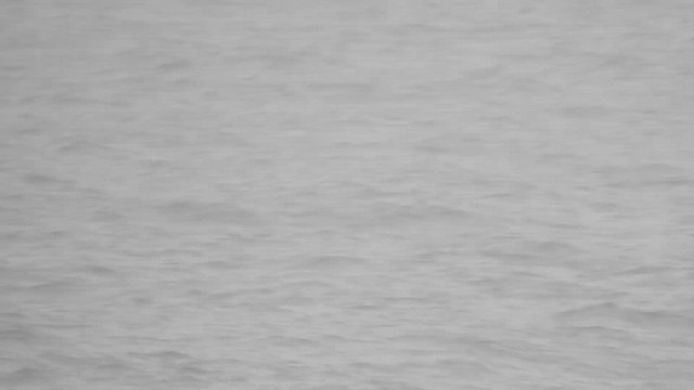 Bridled Tern - ML621891929