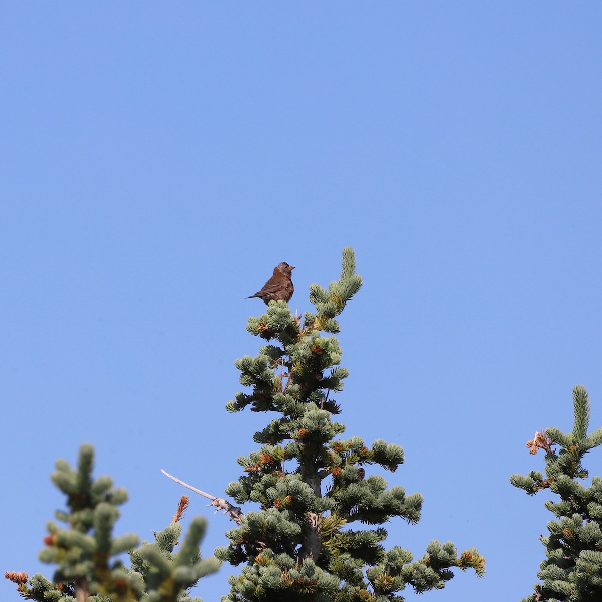 Gray-crowned Rosy-Finch (Hepburn's) - ML621891938