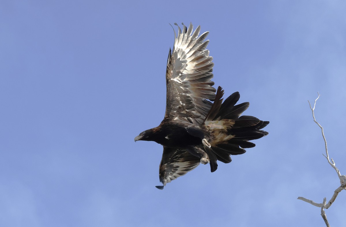 Wedge-tailed Eagle - Peter Alfrey