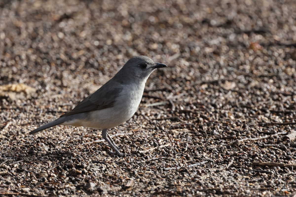 Gray Shrikethrush - ML621891960