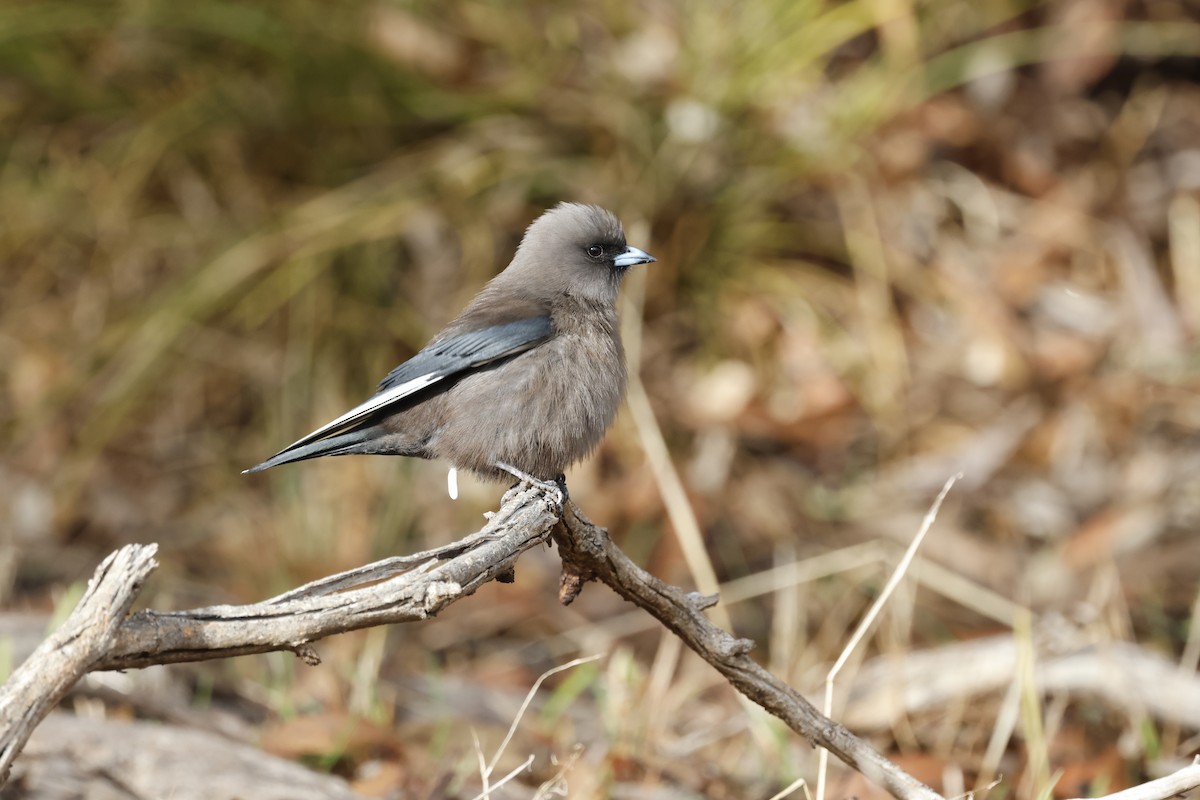 Dusky Woodswallow - ML621891964