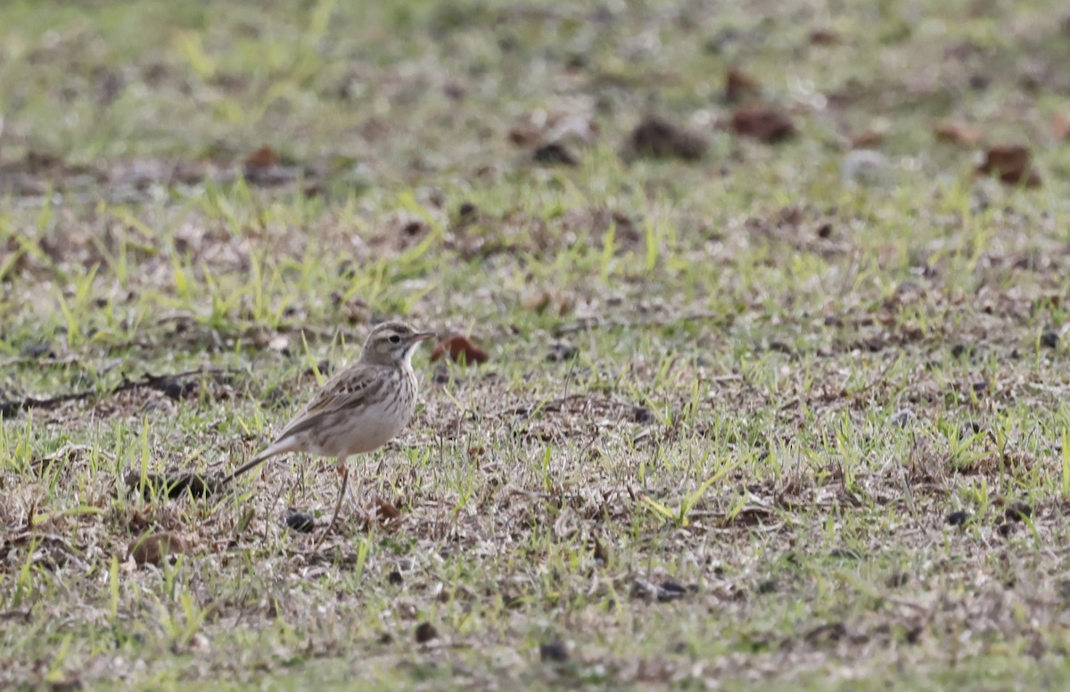 Australian Pipit - Peter Alfrey