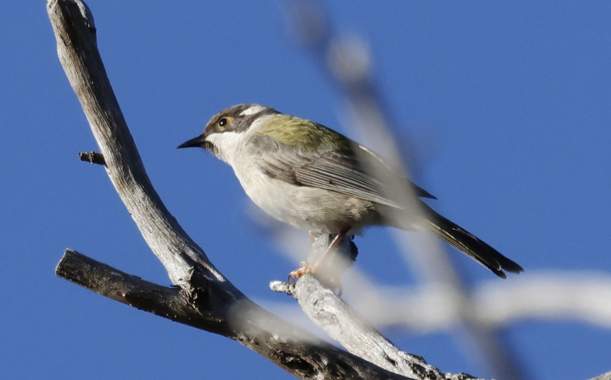 Gilbert's Honeyeater - Peter Alfrey