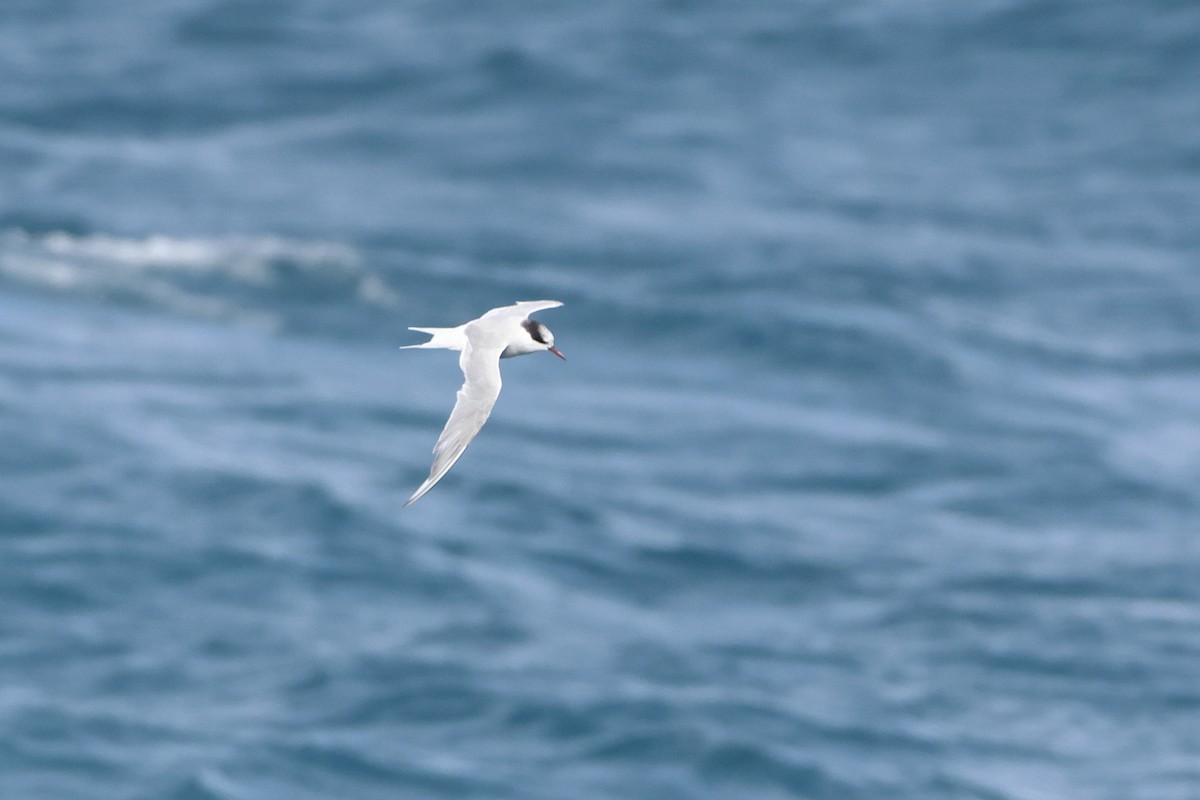 Antarctic Tern (South Georgia) - ML621892024