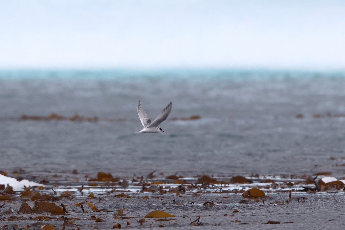 Antarctic Tern (South Georgia) - ML621892025