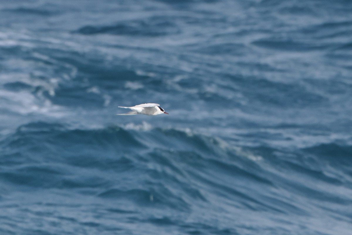 Antarctic Tern (South Georgia) - Ohad Sherer