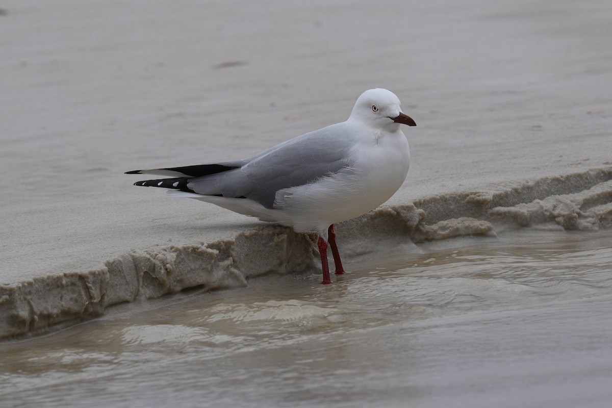 Silver Gull - ML621892091