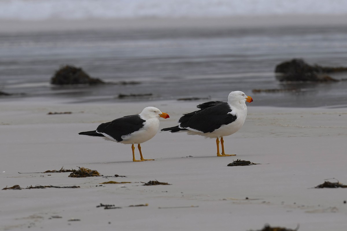 Pacific Gull - ML621892173