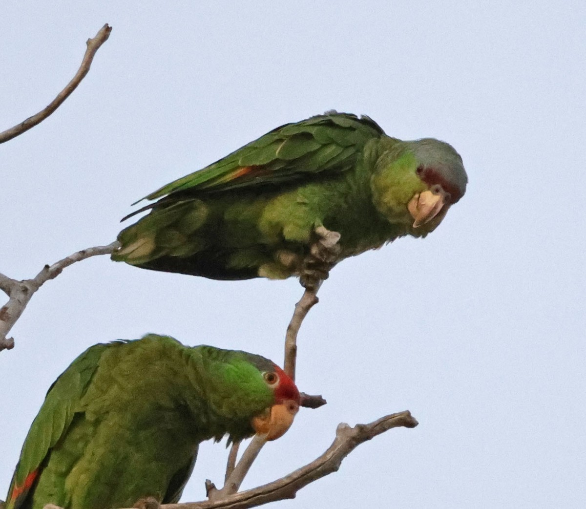 Lilac-crowned Parrot - ML621892203