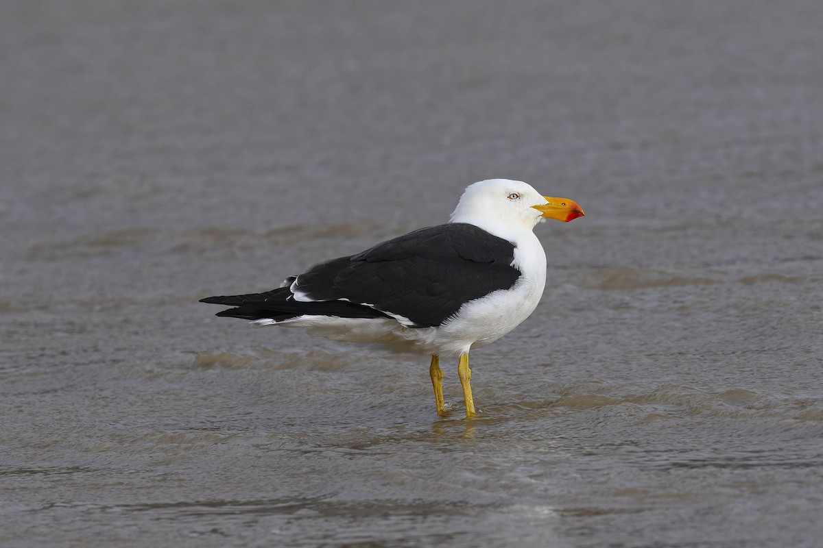 Pacific Gull - ML621892216
