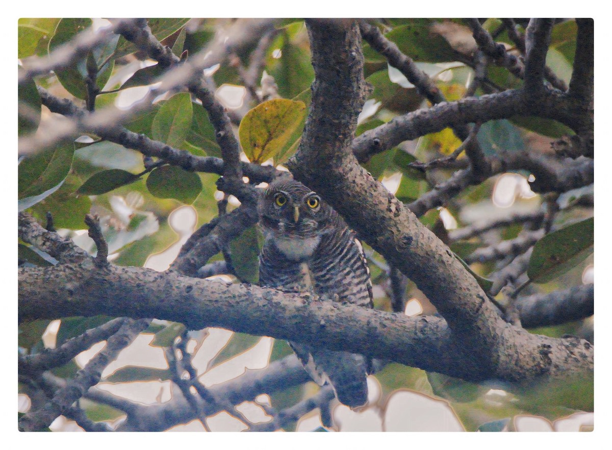 Jungle Owlet - ML621892225