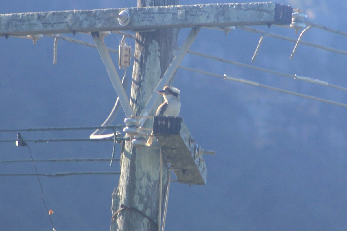 Laughing Kookaburra - ML621892238