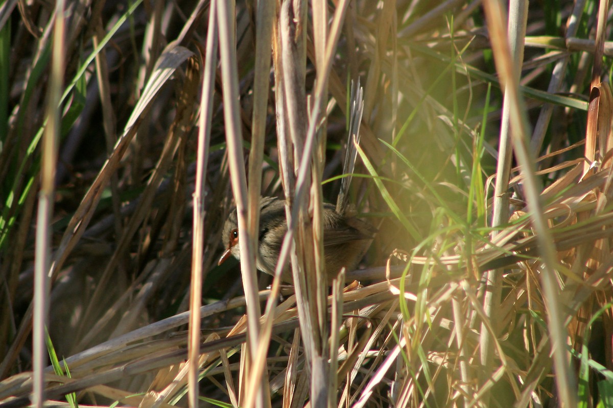 Superb Fairywren - ML621892240