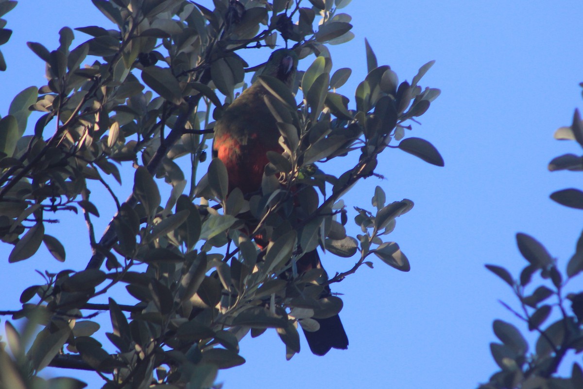 Australian King-Parrot - ML621892244