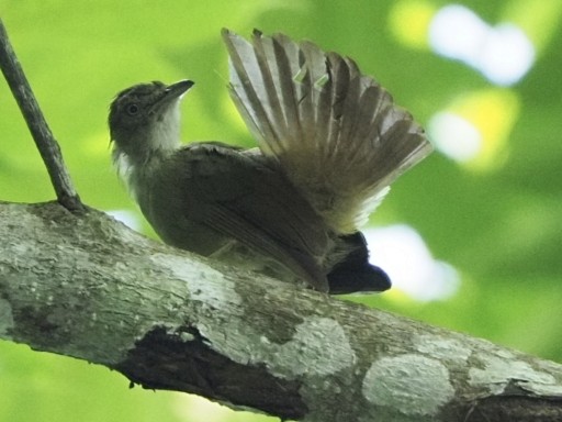 Olive Bulbul - ML621892246