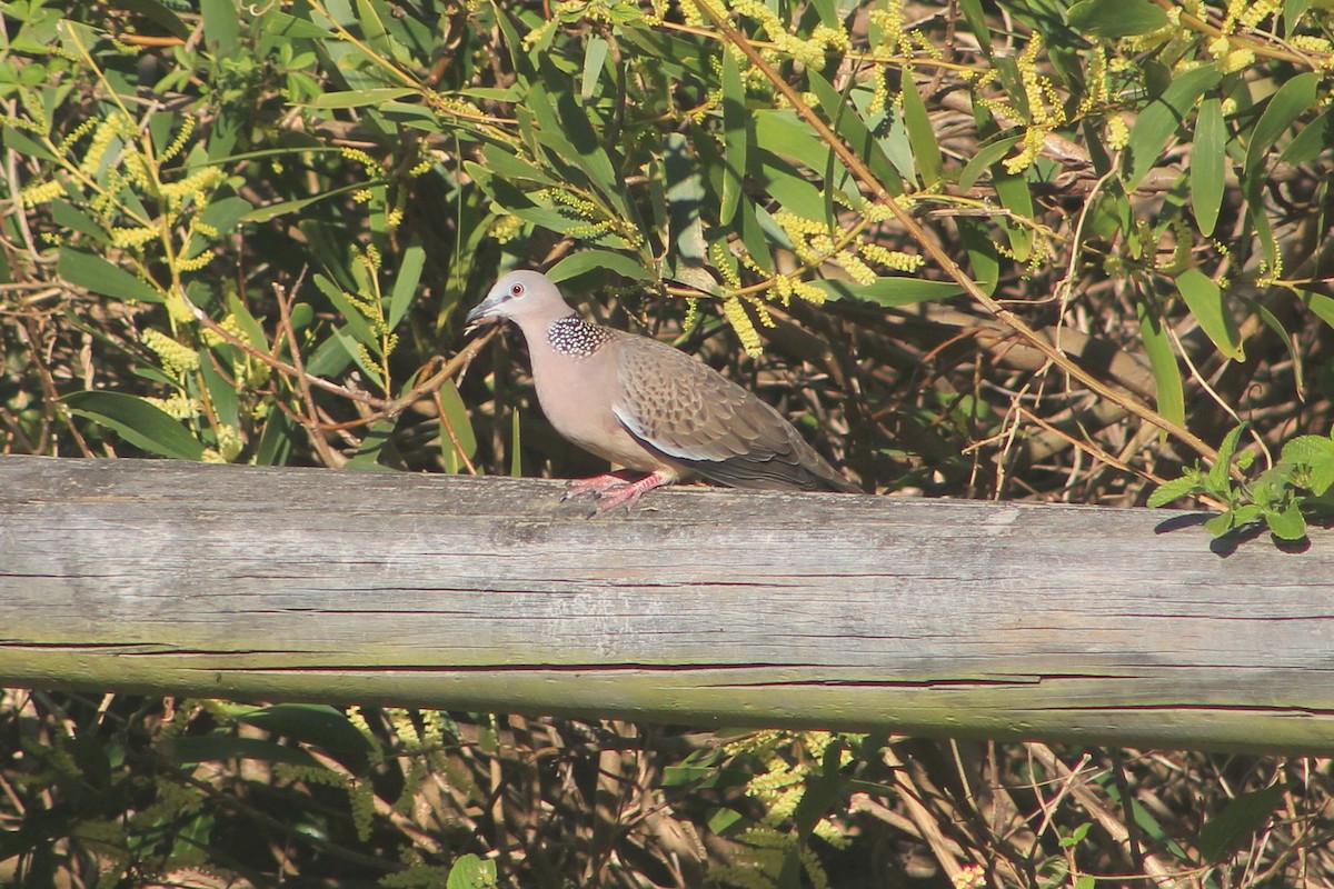 Spotted Dove - ML621892256