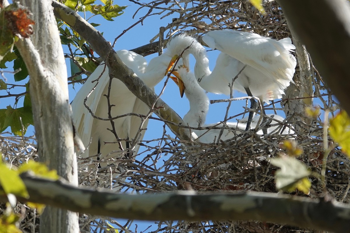 Great Egret - ML621892271